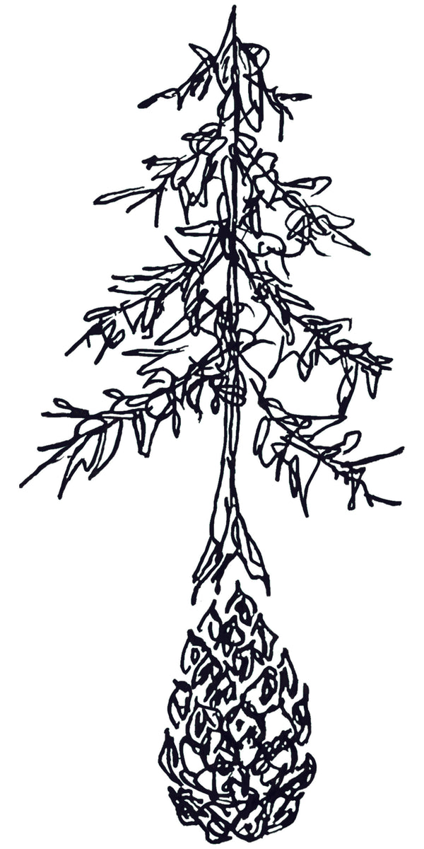 Cones2conifers Store logo